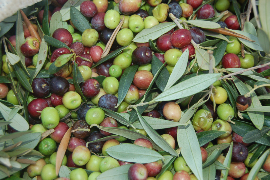 olives senderisme mont-roig miami ruta 4